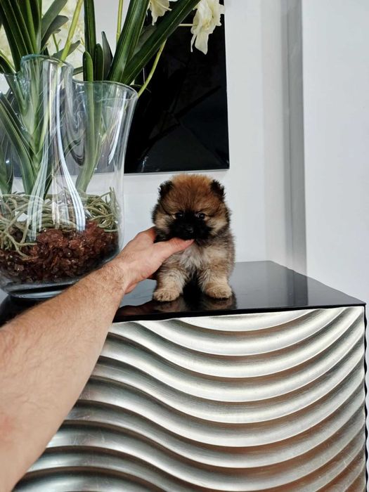 Spitz Alemão Anão/ou Lulu da Pomerânia FEMEA LARANJA com   LOP e AFIXO