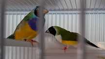 Diamante gould casal