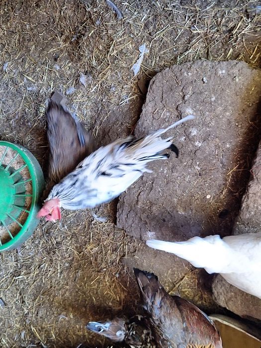 Galinhas/Galos Leghorn