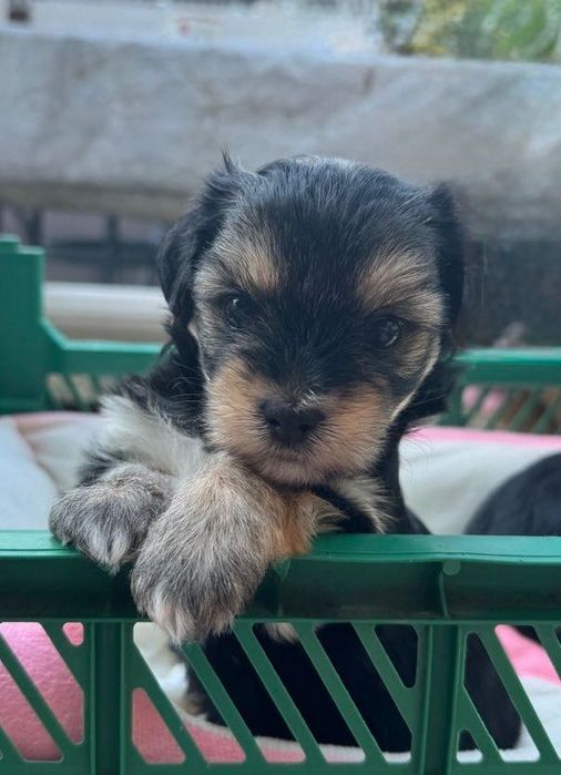 Цуценята йоркширський терьєр