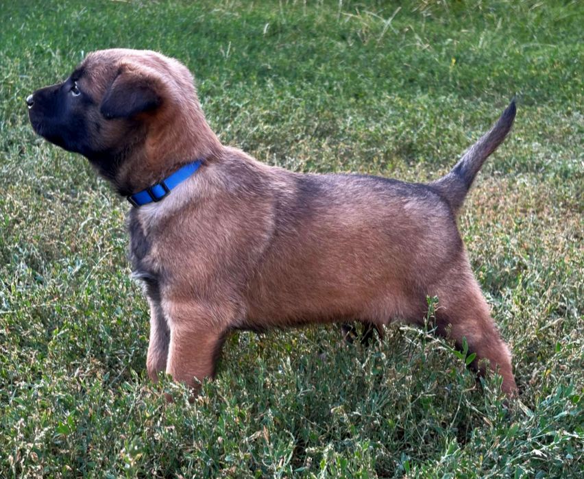 Бельгійська вівчарка малинуа