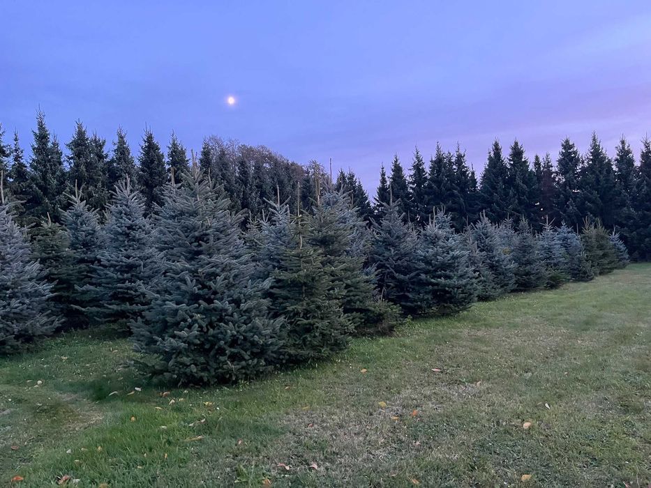Świerki, choinki z przydomowej plantacji. Hurt