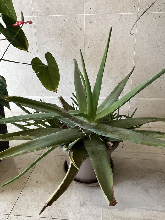 Cacto aloe vera com varios anos