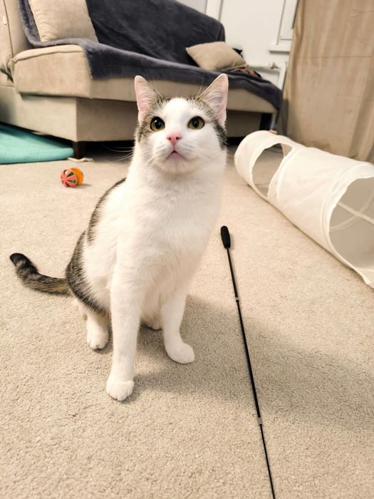 Biała śliczna koteczka poleca się do adopcji!