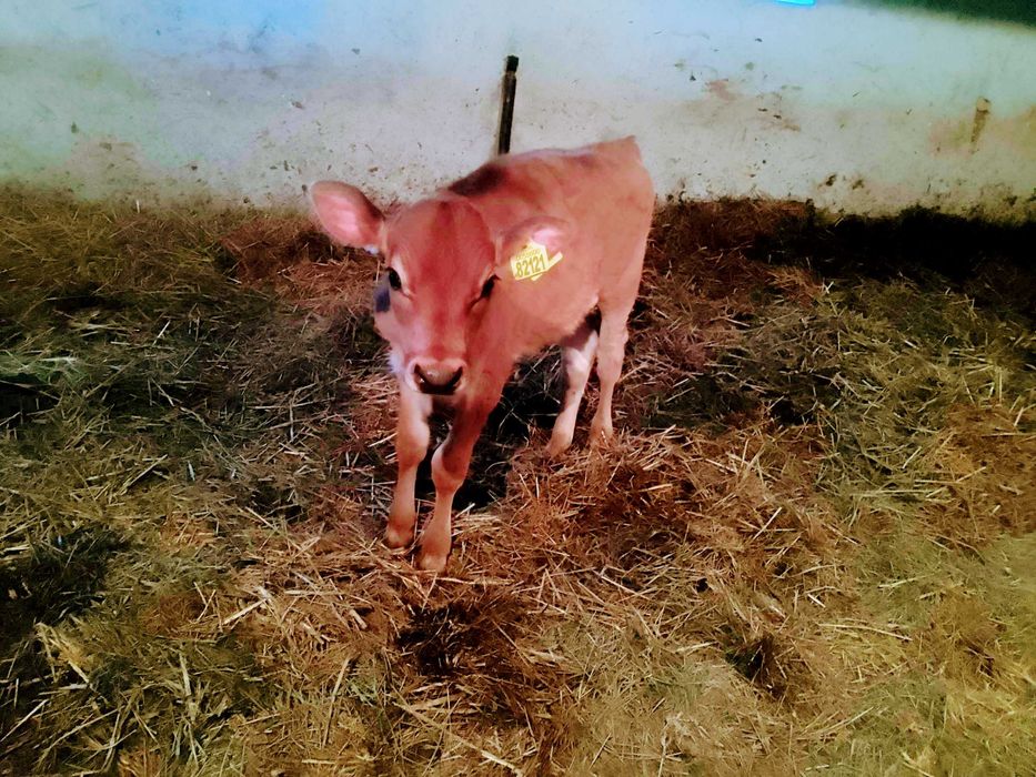 Cielak byczek Jersey