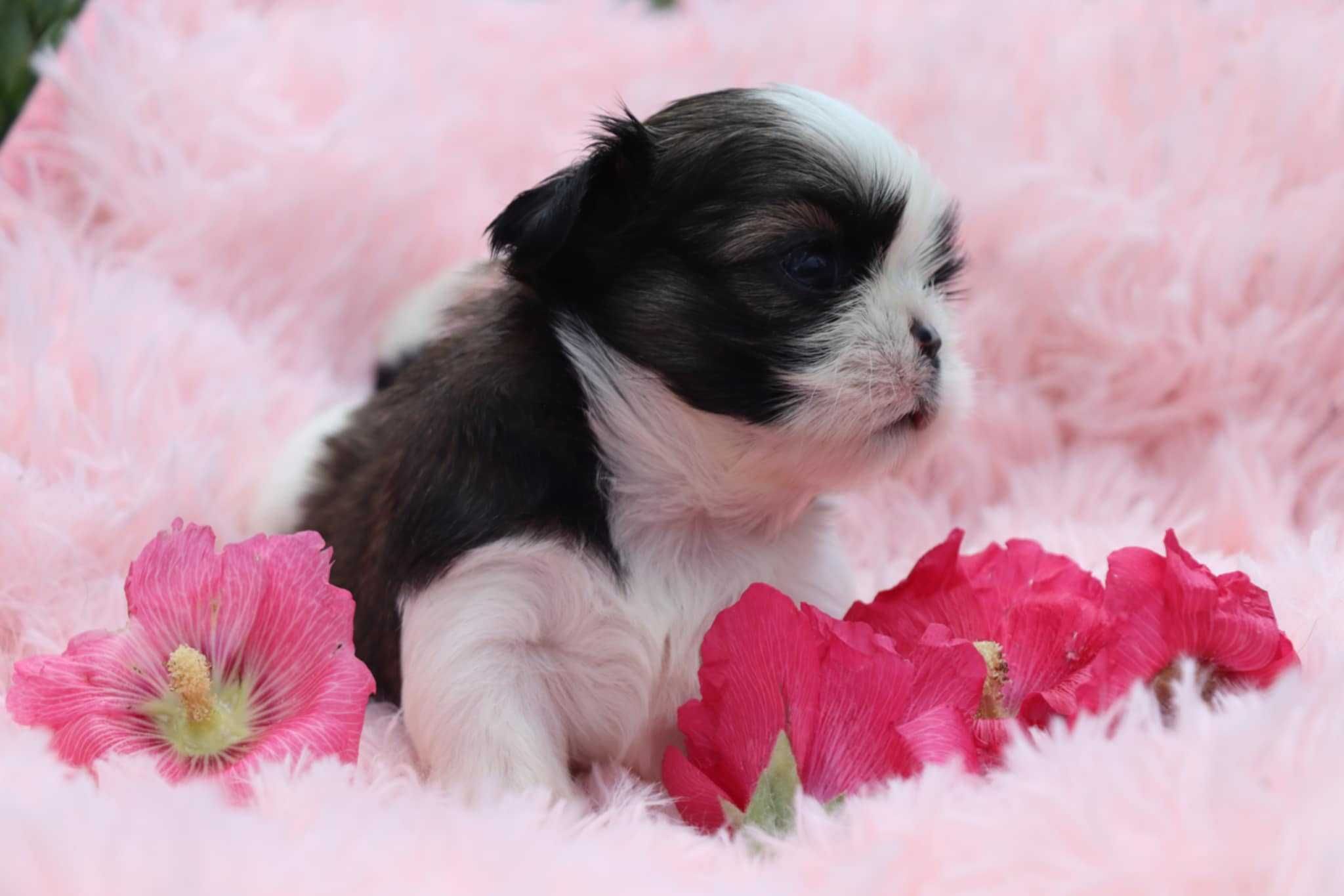 Szczenię (suczka) shih tzu ZKwP (FCI)