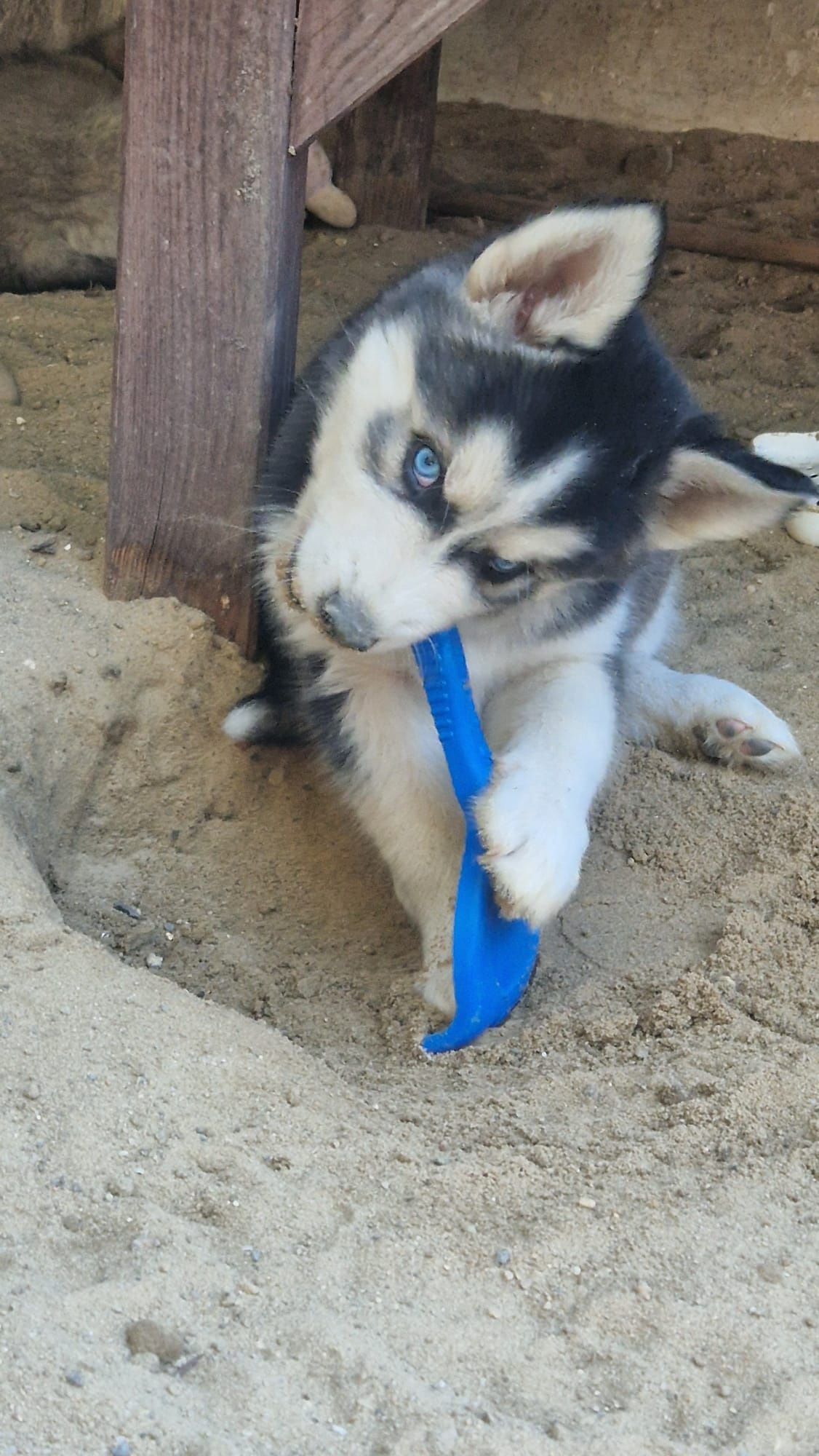 Szczenięta Siberian Husky