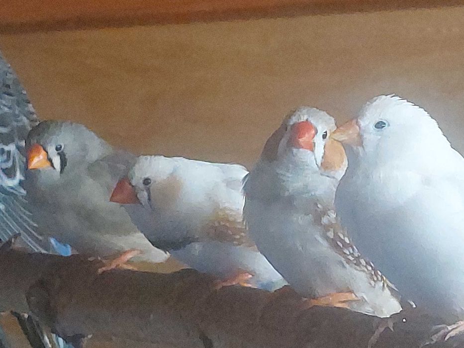 Zeberki rożne kolory