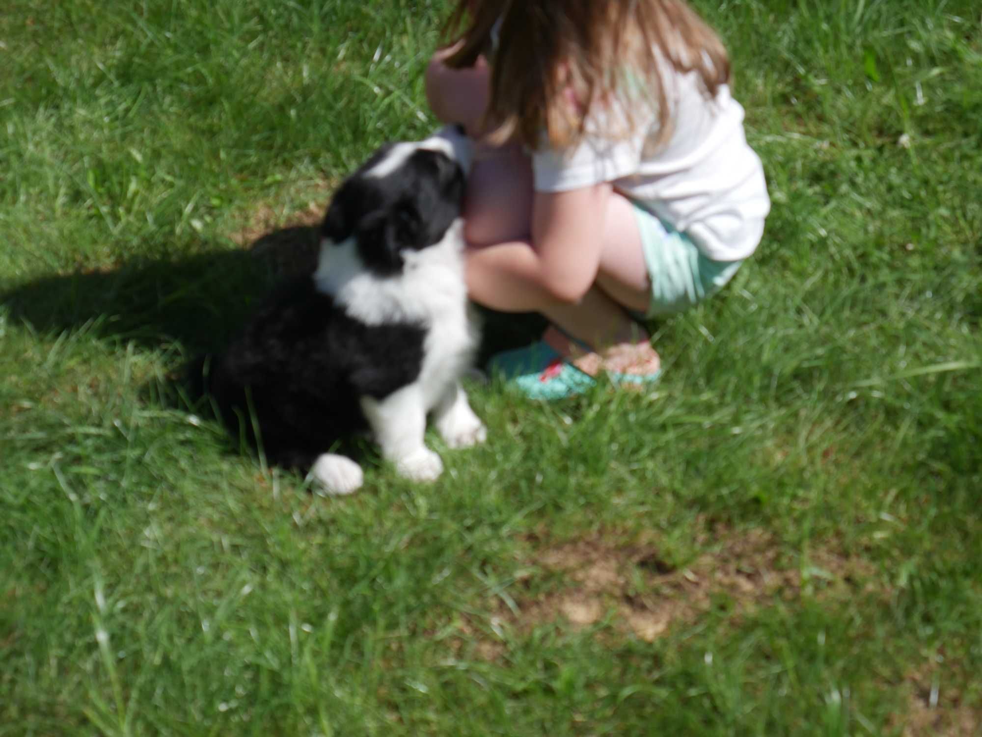 Border Collie chłopak