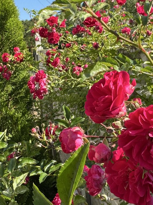 Роза плетистая розовая