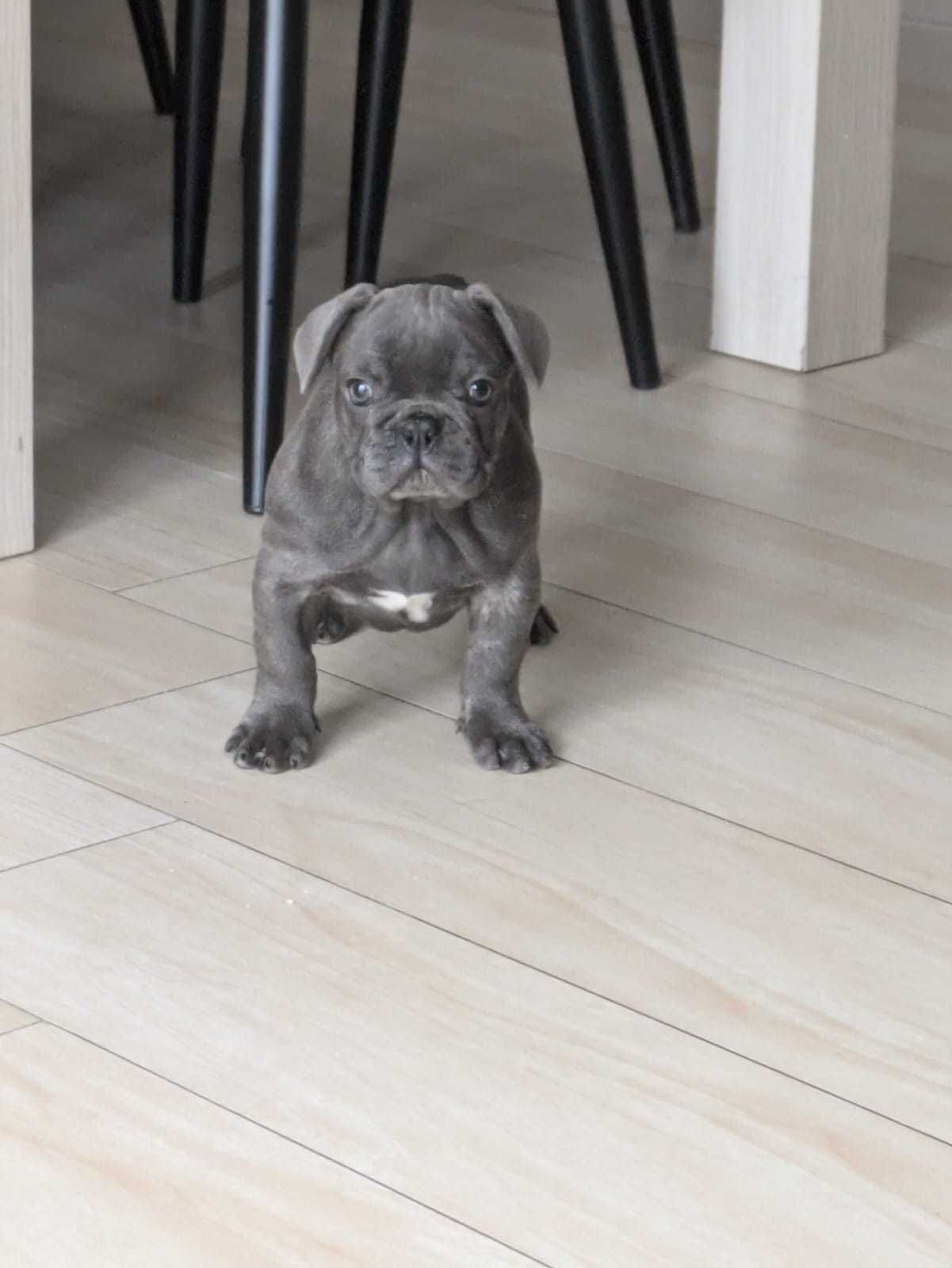 Buldog Francuski niebieski piesek