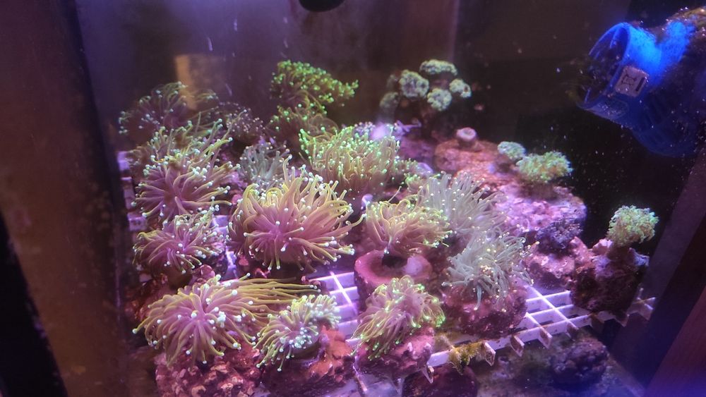 Xenia pulsująca miękki koral