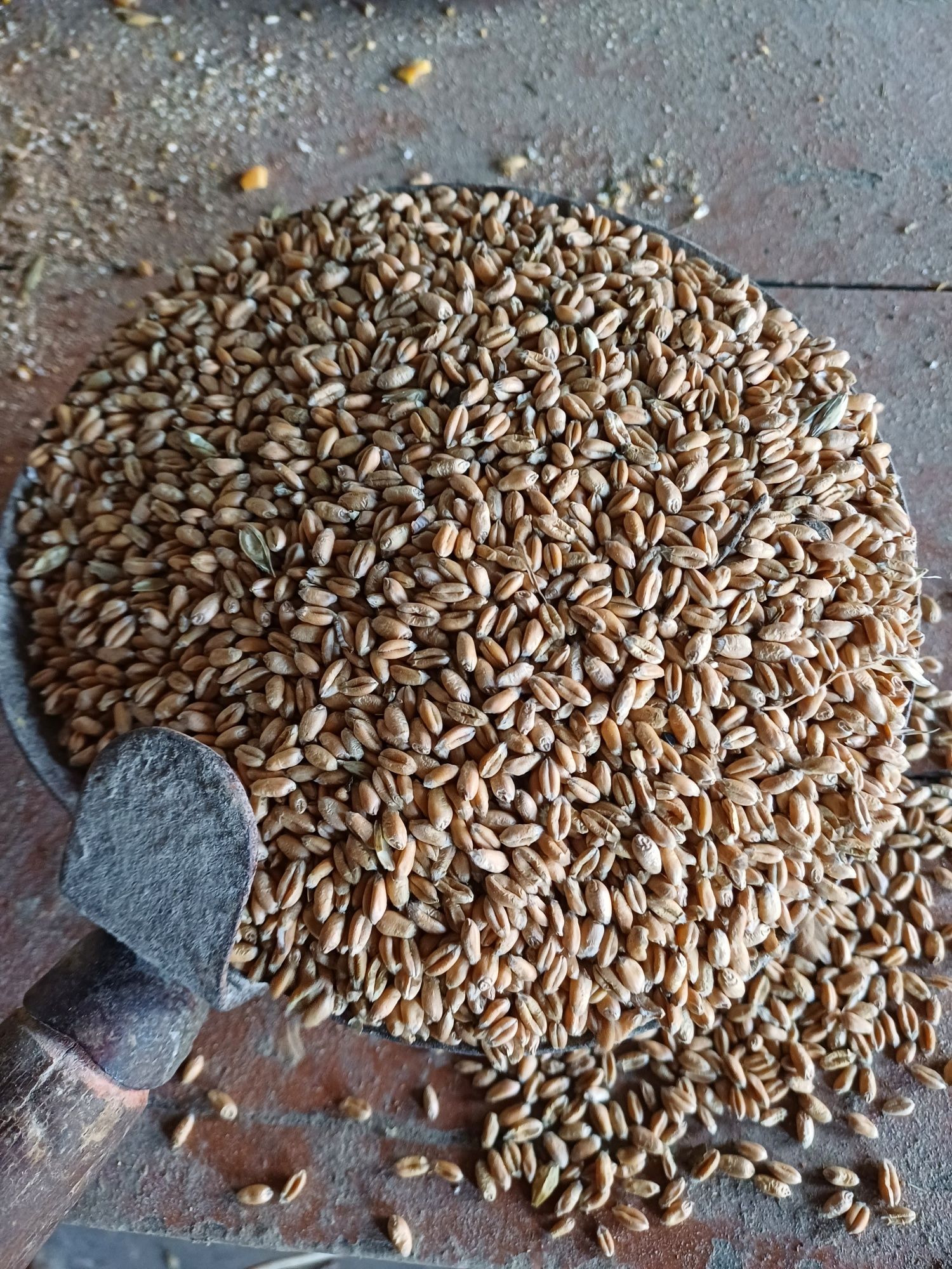 Пшениця єкологічна