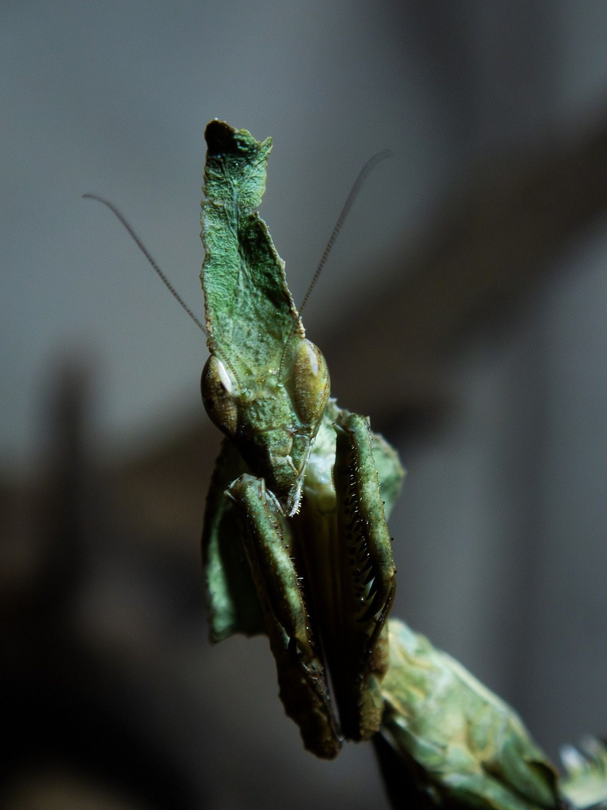 Phyllocrania paradoxa – modliszka liściogłowa  po zielonych L3/4