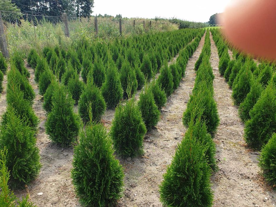 Tuja szmaragd do 130cm, w doniczkach do sadzenia, mazowieckie