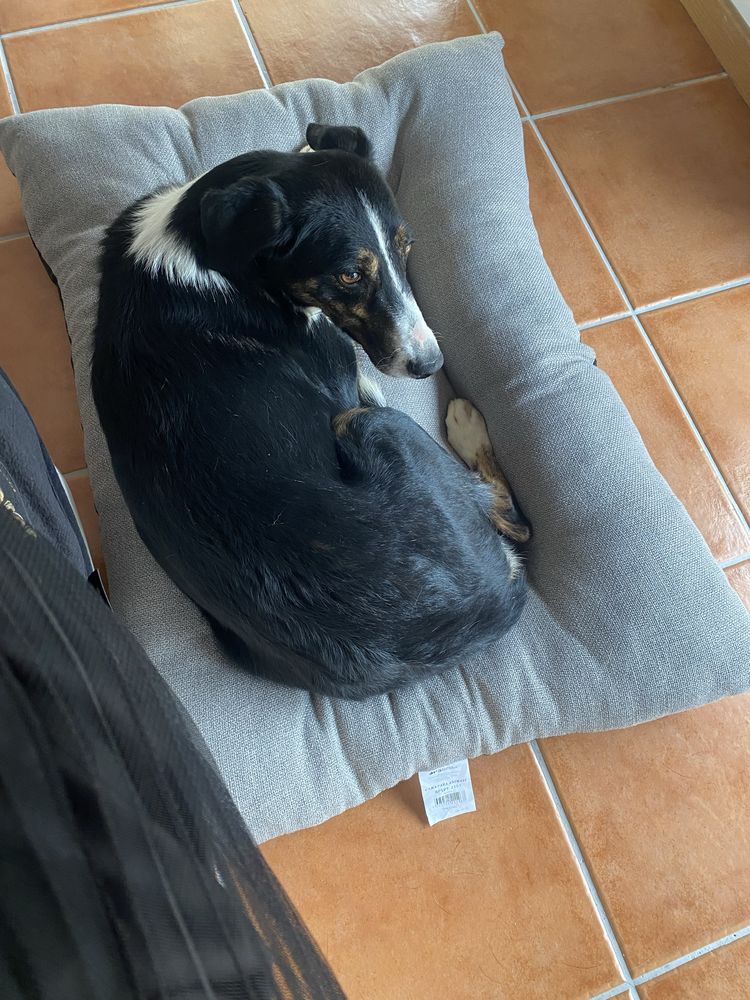 Adotar cadela muito meiga