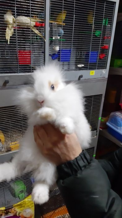 Декоративні кролики та клітки та корми для гризунів. .