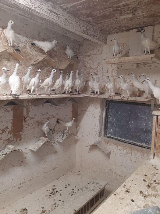 SREBRNIAKI Pasiate szaroloty jarzębiaki