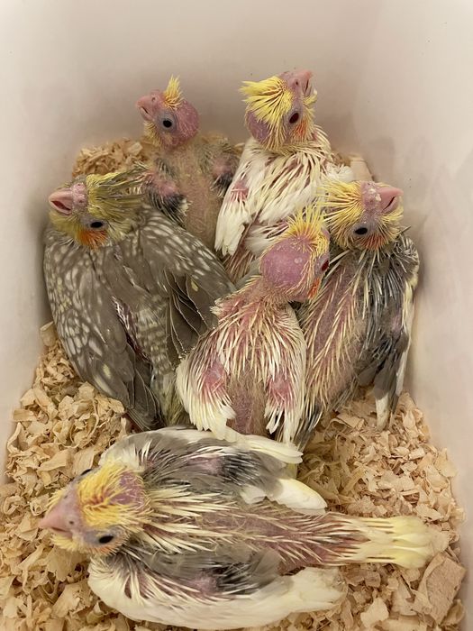 Catturras para criar a mao