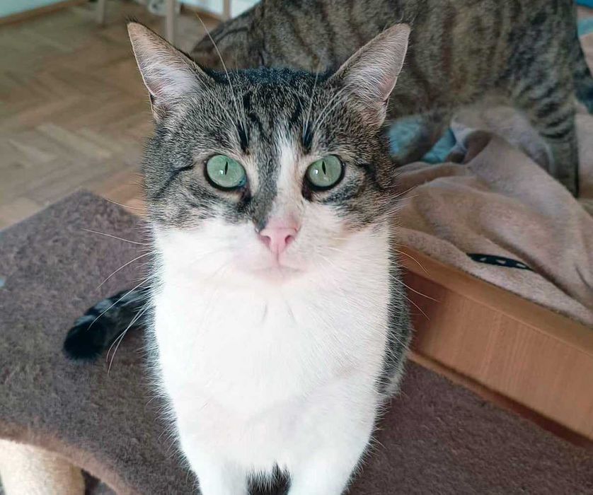 Adaś szuka kochającego domu!