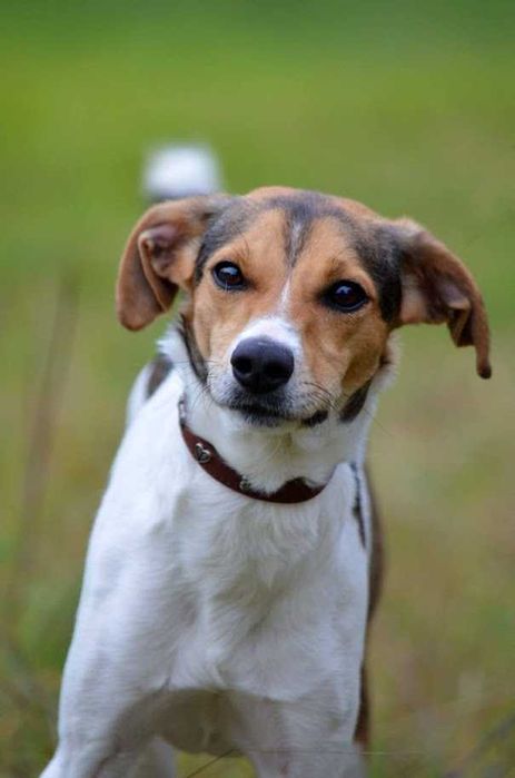 wesoła, młodziutka, nieduża sunia do adopcji