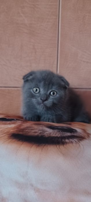 Вислоухая девочка