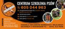 Szkolenie psów,