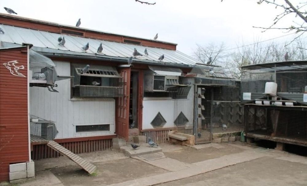 Gołąb Radwan Janssen od Supermistrza OKAZJA !!!