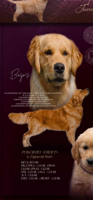 Golden Retriever cudowny piesek po championie.