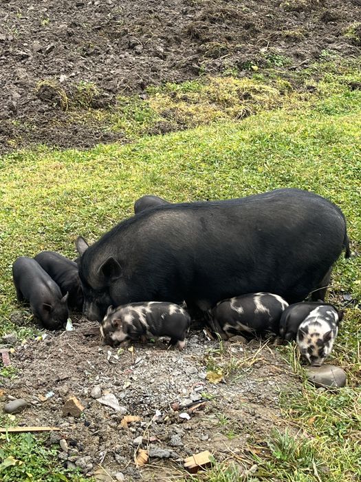 Продаються вʼєтнамські поросятка!