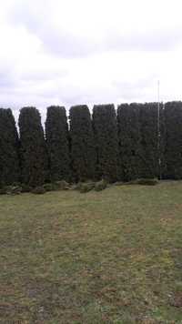 Przycinanie tuj krzewów drzew koszenie trawy
