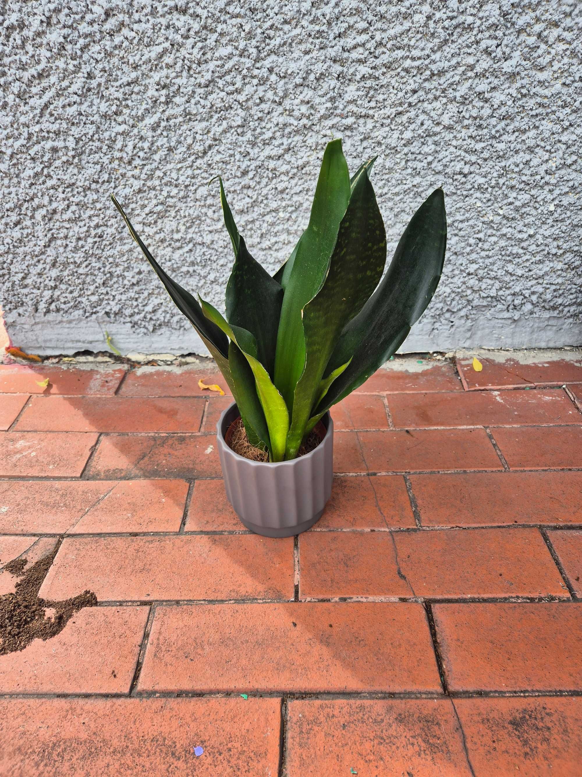 Sansevieria  40cm