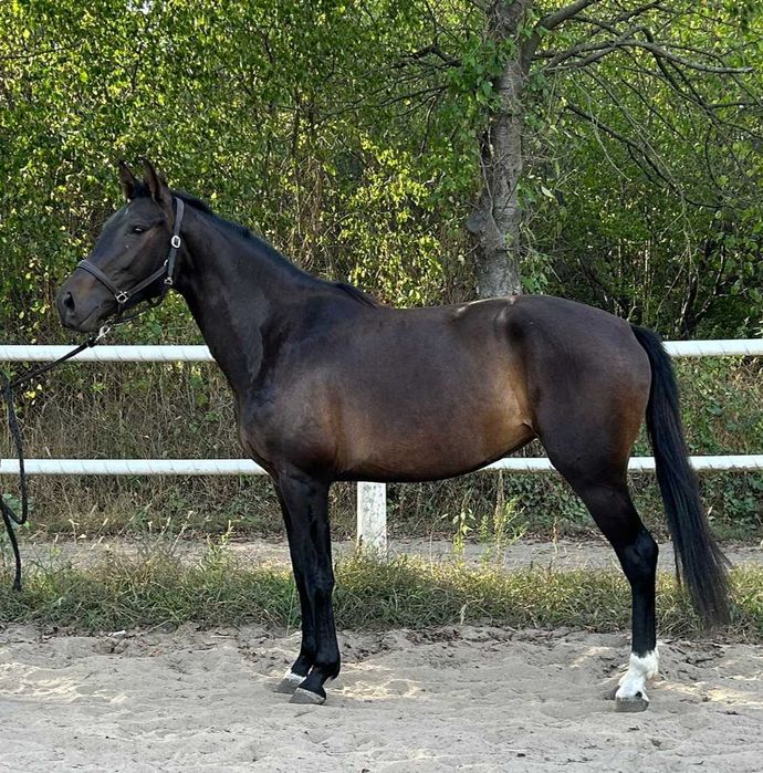 4 letnia klacz Zangersheide