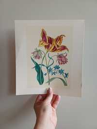 Botanical ilustracja Maria Sibylla Merian kwiaty obraz rycina vintage