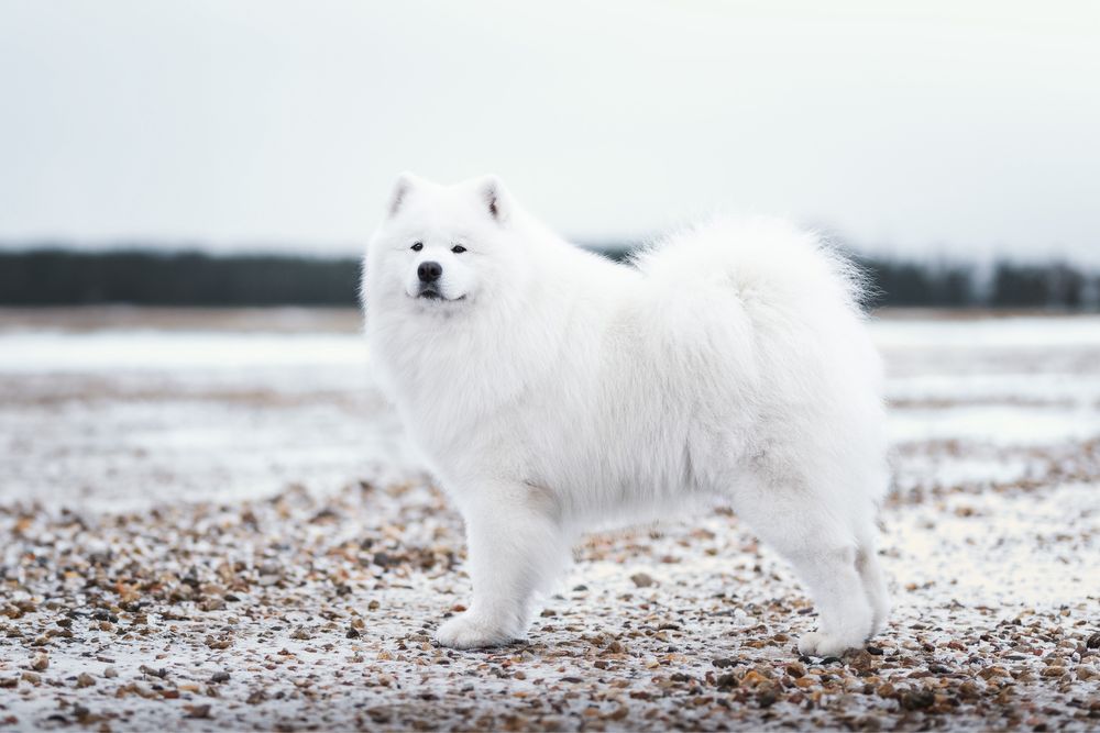 Samoyed samojed szczenięta LATO 2024