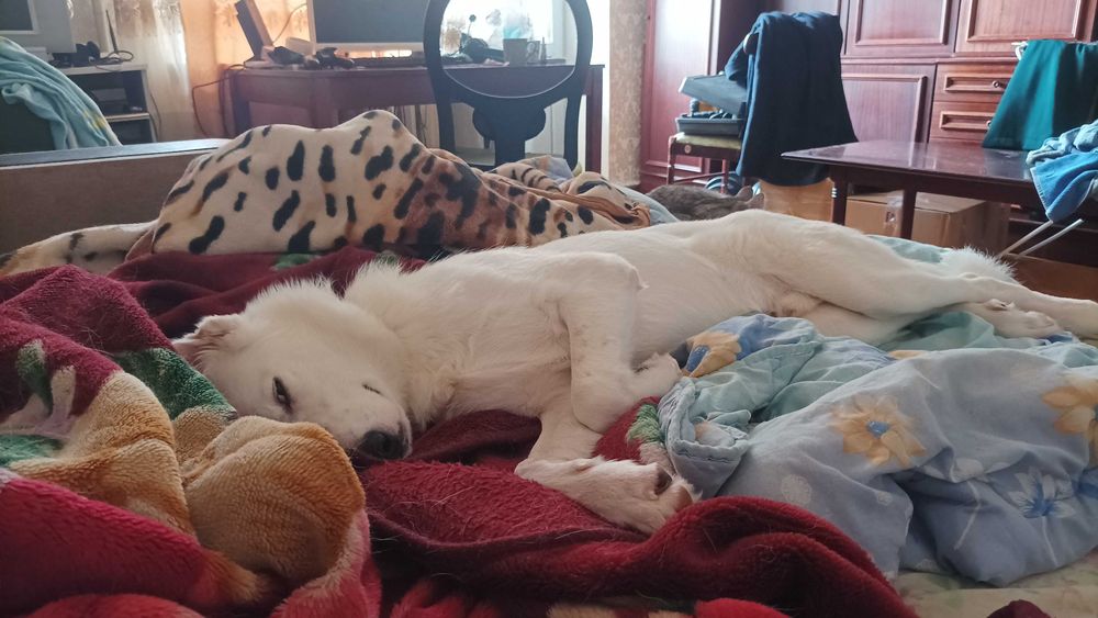 Собака у добрі руки