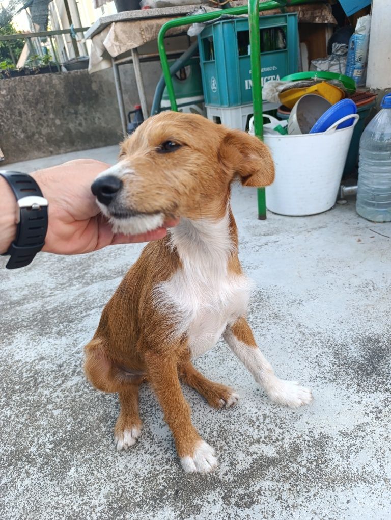 caozinho para doação