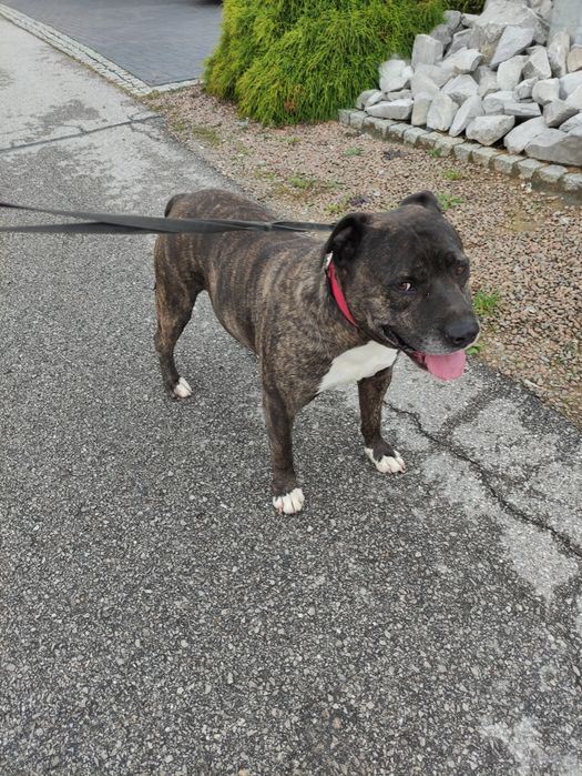 Szukamy Domu Amstaff