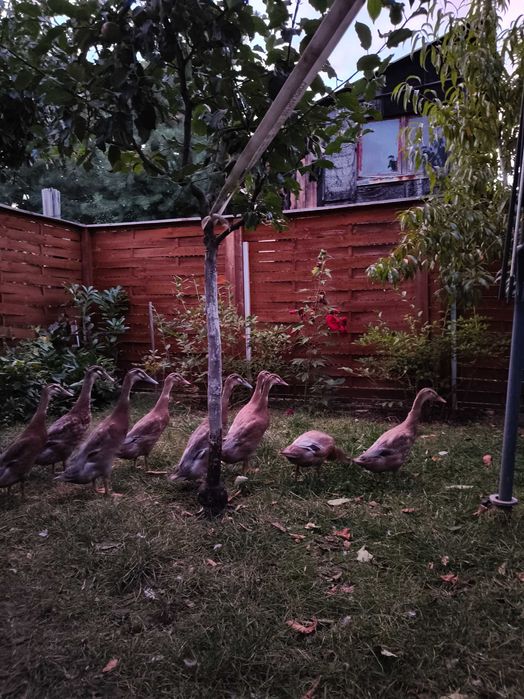 Kaczki Biegusy Indyjskie