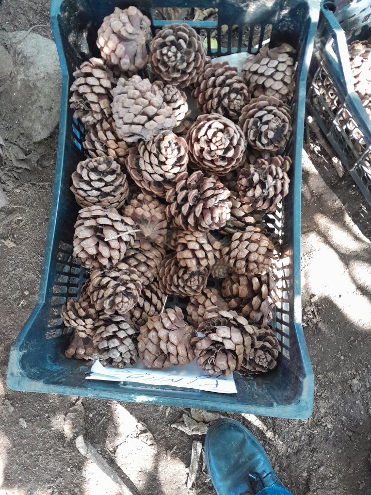 Pinhas,  Palete plástica