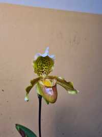 Paphiopedilum insigne - Orquídea Sapatinho