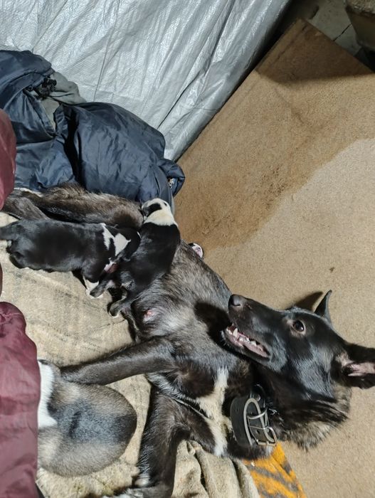 Щенята дворняжки віддам в добрі руки