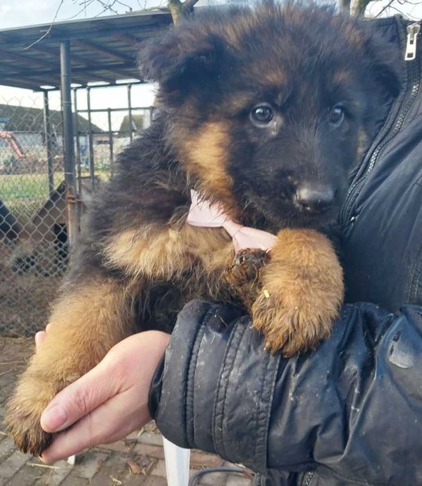 Owczarki niemieckie szczeniaki