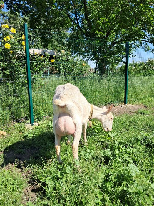 Коза дійна заано-альпійка 50/50%