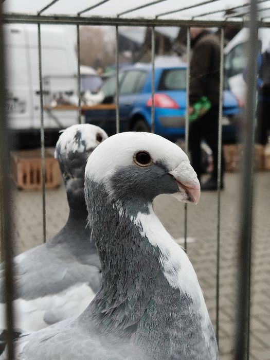 Garbonosy Niemieckie wystawowe