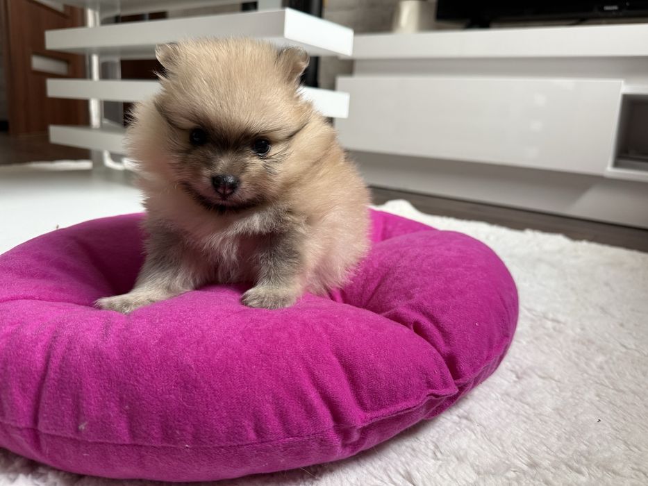 Szpic miniaturowy pomeranian, suczka orange sable.