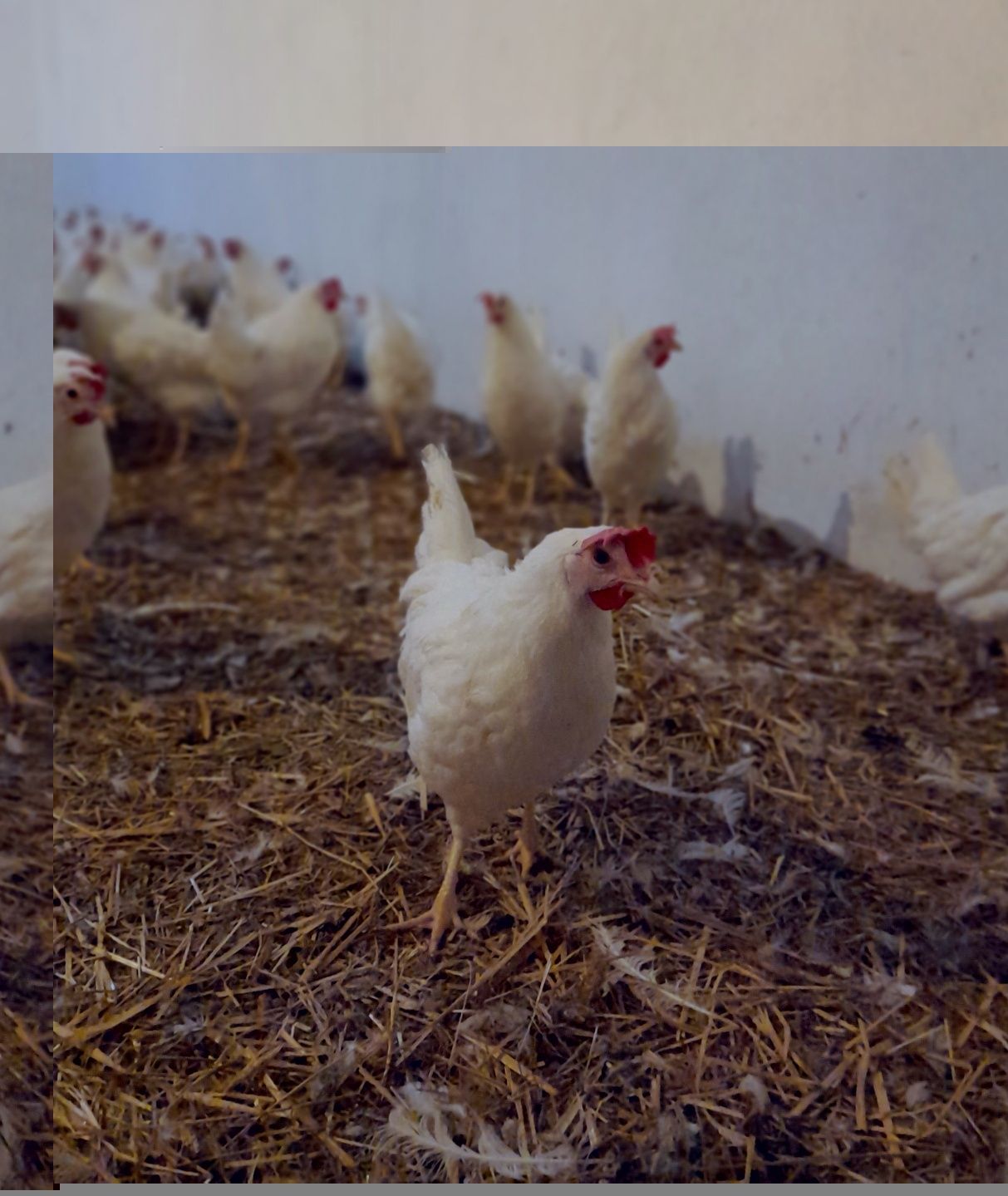 Kury Nioski Leghorn Kurku Leghorny Młode 23 tyg