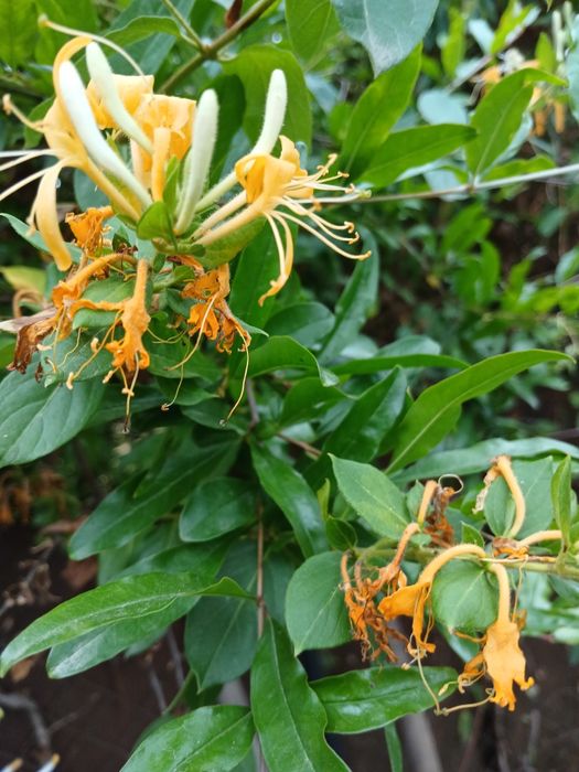 Плющ садовый, зимующий, Жимолость