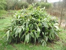 Bambu Indocalamus tessellatus