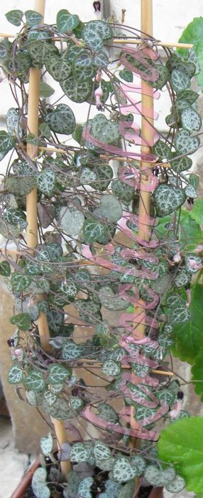 Церопегия Вуда - ампельный суккулент.